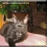 котята мейн кун -питомник  EMILITACOON*LT